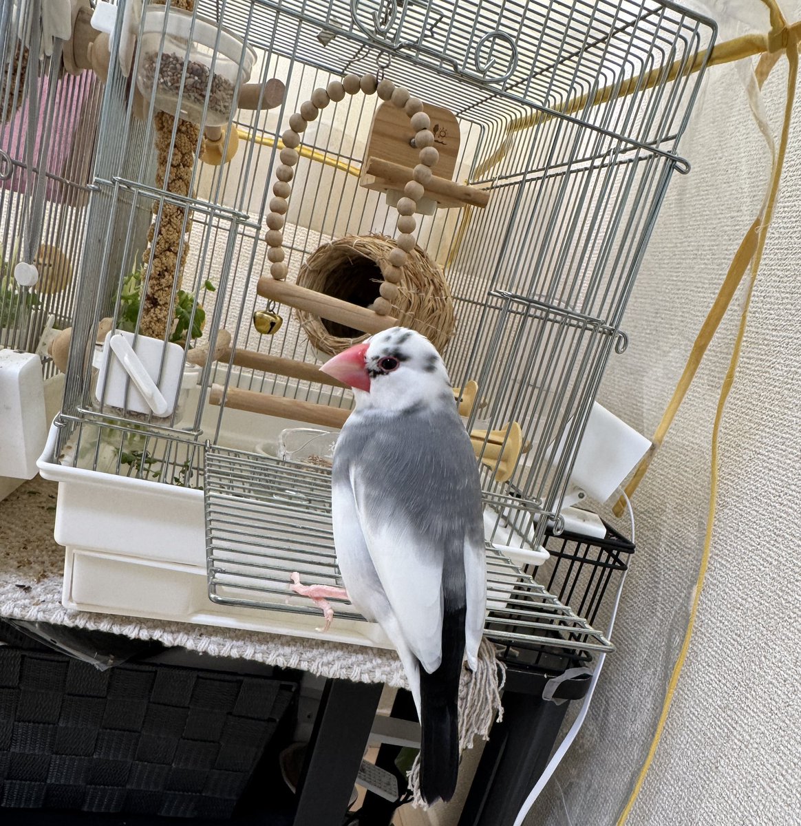 今日も安定のしずぴ🐥💕
#あいちゃん待ち