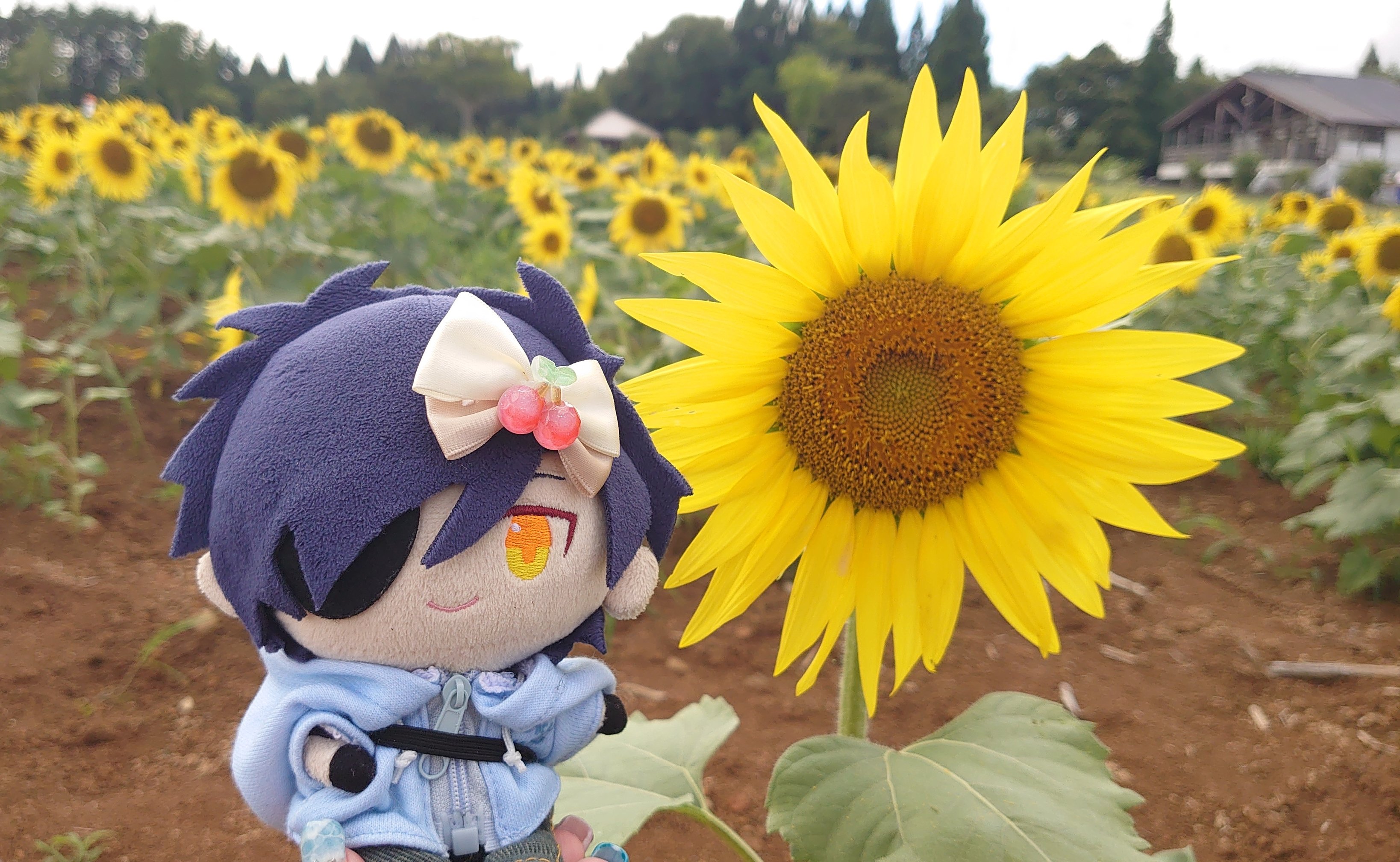 スーちゃん ひまわり畑で待ち合わせ スーちゃん ひまわり畑で待ち合わせ 🌻 @sxixox12 ちゃんと