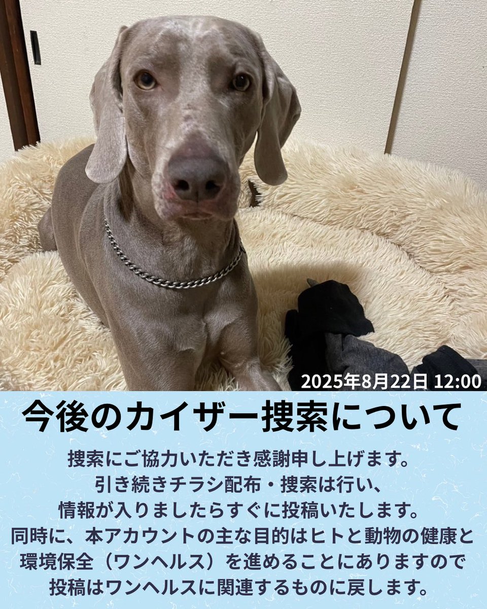 YokoandKai's tweet photo. ※カイザーはまだ見つかっていません。

カイザーの捜索にご協力いただき、誠にありがとうございます。

現在も蒲郡市内外で、飼い主さんをはじめ、複数のボランティアさんがチラシ配布や捜索を行っていますが、確かな目撃情報は、 https://t.co/039yqAvKWe