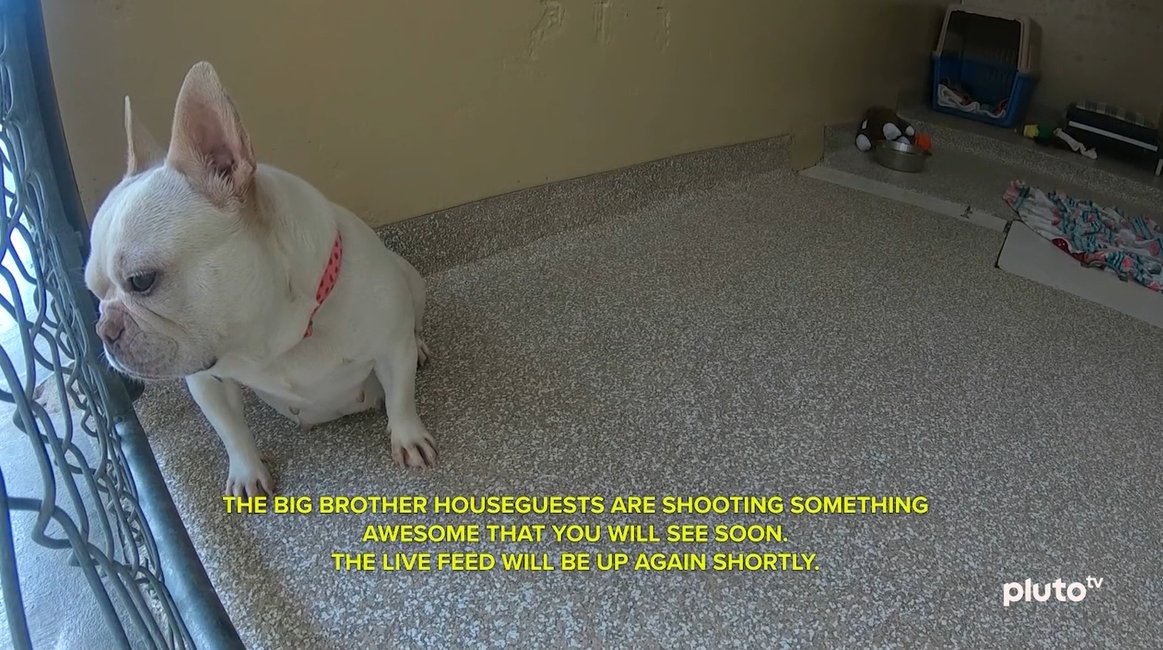 Somebody go adopt this baby #BB27