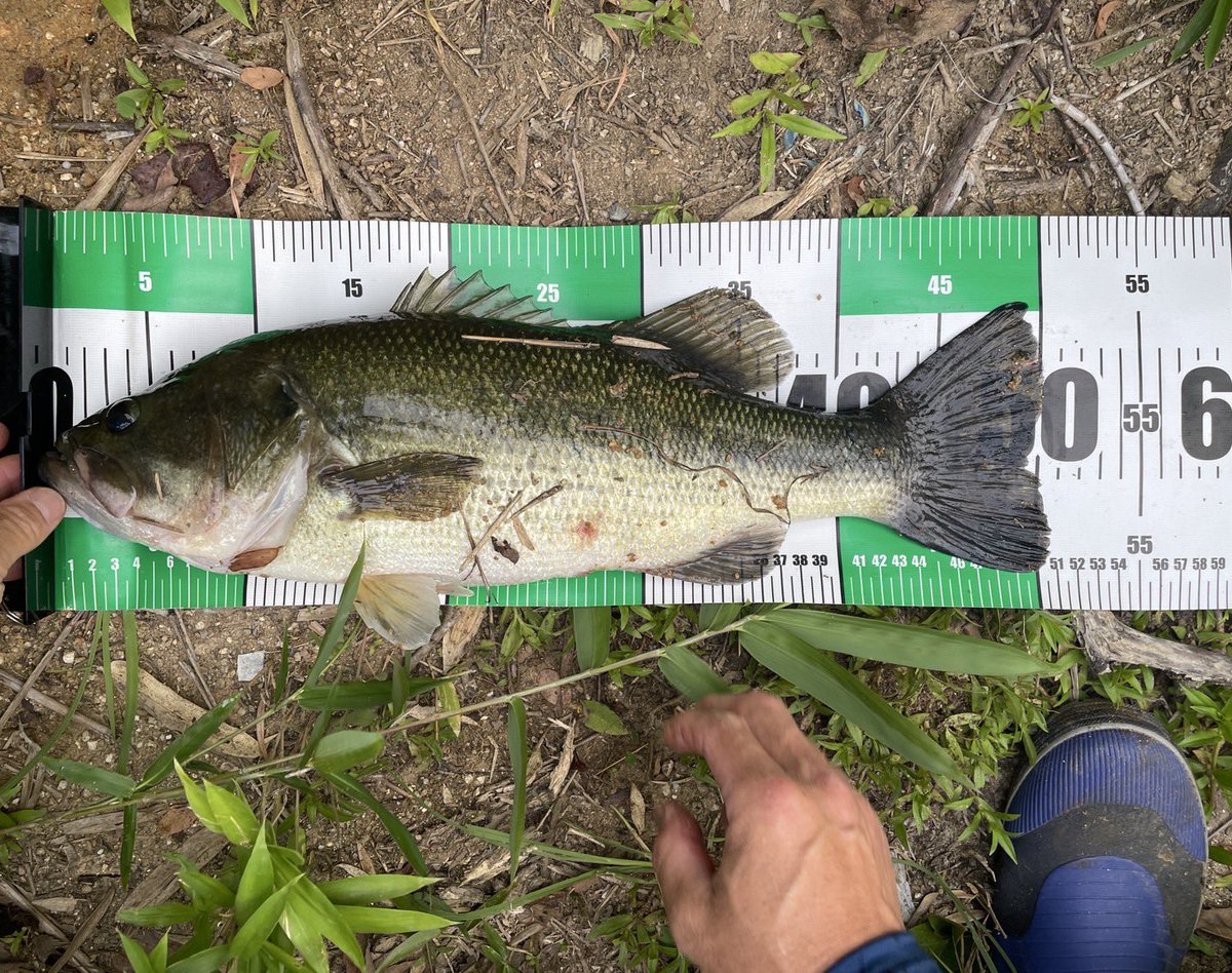 036cbr's tweet photo. ひと月前釣れた50up
また、釣れた？
同じ個体に見えるのは気のせいかな？ https://t.co/hJbD8oACT5