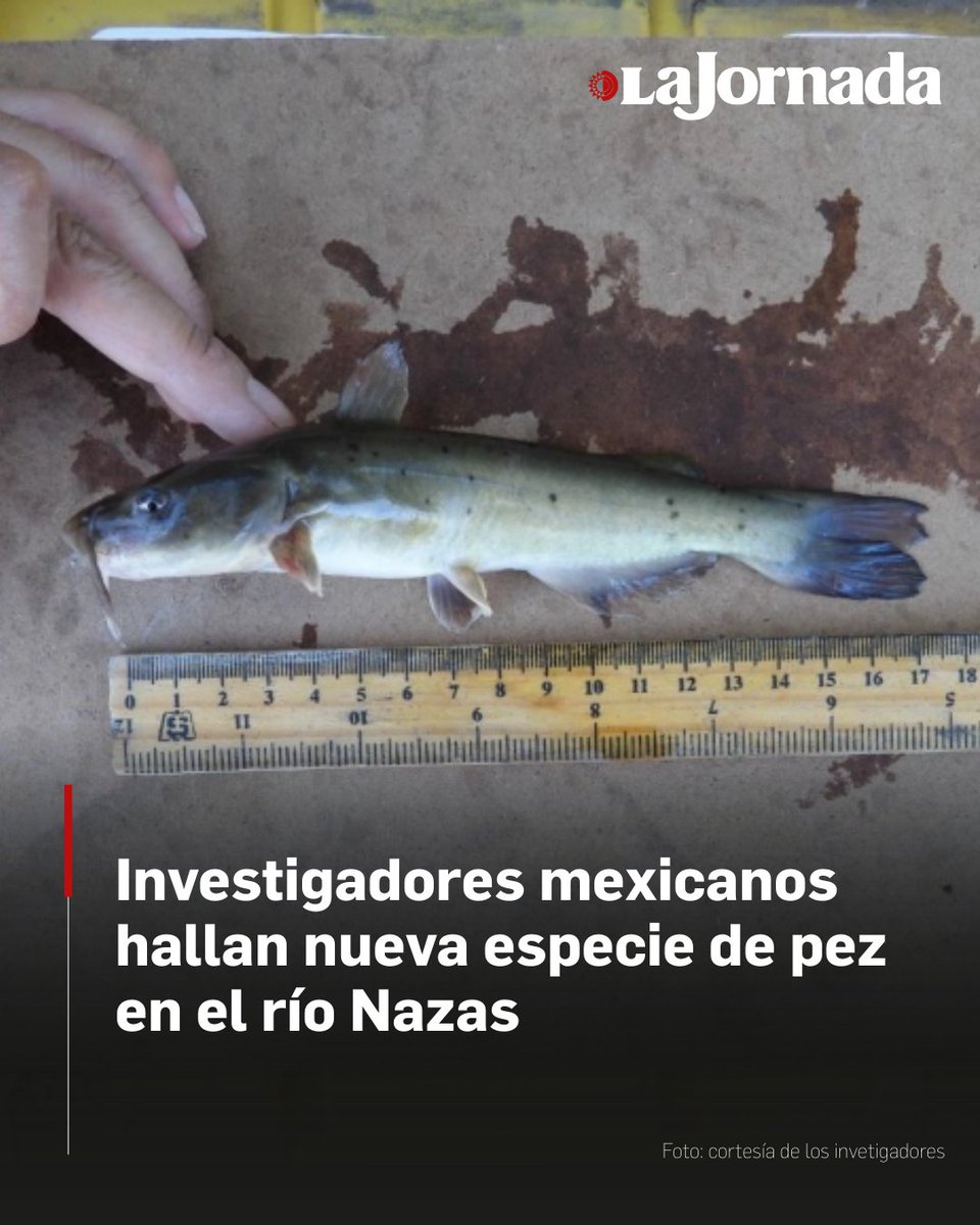 lajornadaonline's tweet photo. Tras siete años de investigación la maestra Edith Ávila Treviño, estudiante del doctorado en Ciencias en Biodiversidad y Ecología de la Facultad de Ciencias Biológicas de la Universidad  de Durango, y Gabriel Fernando Cardoza Martínez, doctor e investigador de la misma institución, localizaron en la frontera del municipio de Nazas al Ictalurus nazas. 

Los científicos publicaron el hallazgo en la revista Zookeys, publicada en Bulgaria y especializada en zootecnia. 

 Lee la nota: https://t.co/7wps2VlaQG