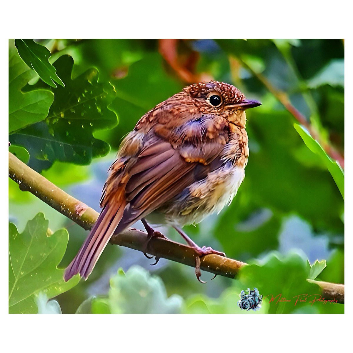 photography_m_f's tweet photo. European Robin, Wassell Grove, UK 🏴
#EuropeanRobin
#WassellGrove
#Photography https://t.co/XqoifB5wTv