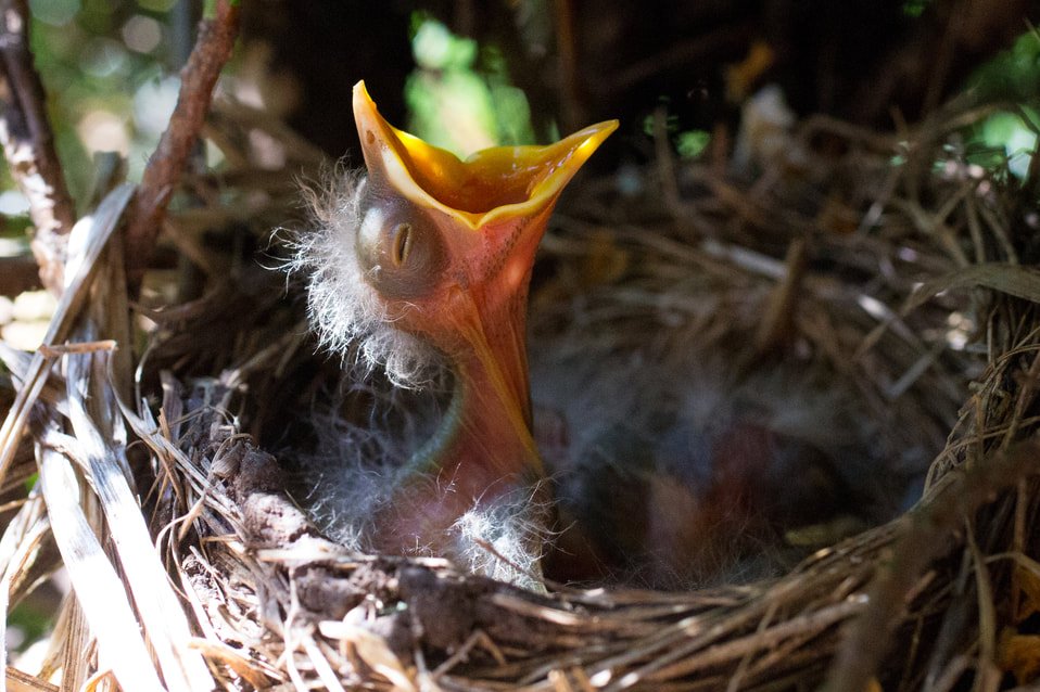 BeeBeeRock's tweet image. Baby Skarmory design idea. I've seen cool baby Skarmory designs but I think we deserve a scrungly little guy. Based on steel wool/scouring pad and those ugly newborn chicks.