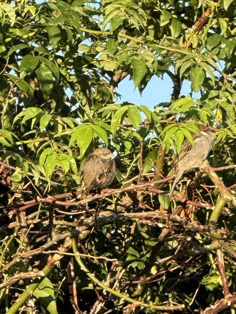 teenamassam's tweet photo. I’m being watched, spot the sparrows…👀😄😍 #Camouflaged #BirdsOfX #FridayThoughts https://t.co/iCzzCmdyOe