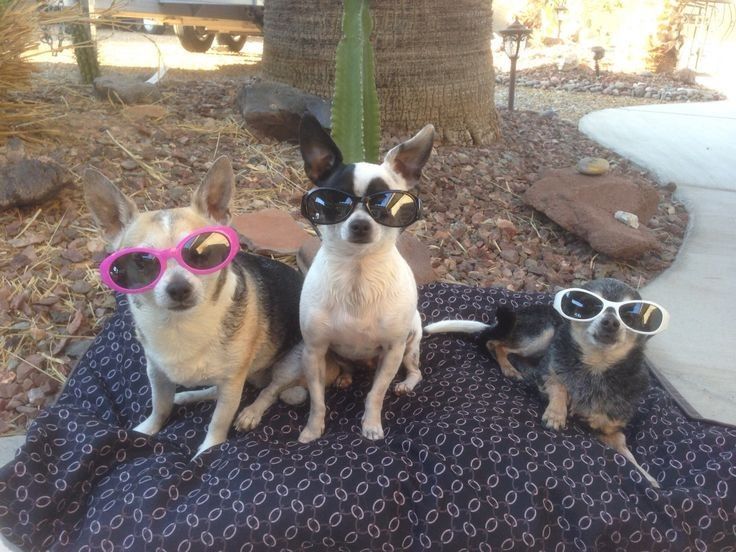 aintbyxsungchan's tweet image. แมควุฟกับชาวแก้ง