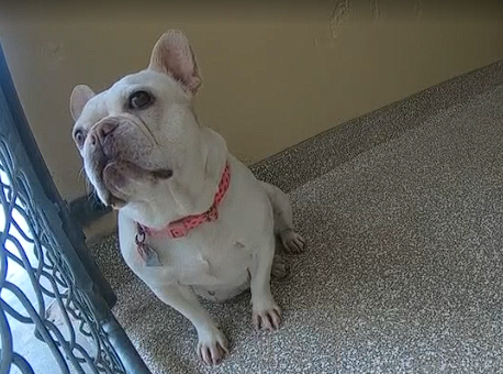 AlexMcDuck16's tweet photo. This queen hasnt moved at all since the feeds have been on pets. She would win an endurance comp #BB27 https://t.co/5MTHfIQGcv