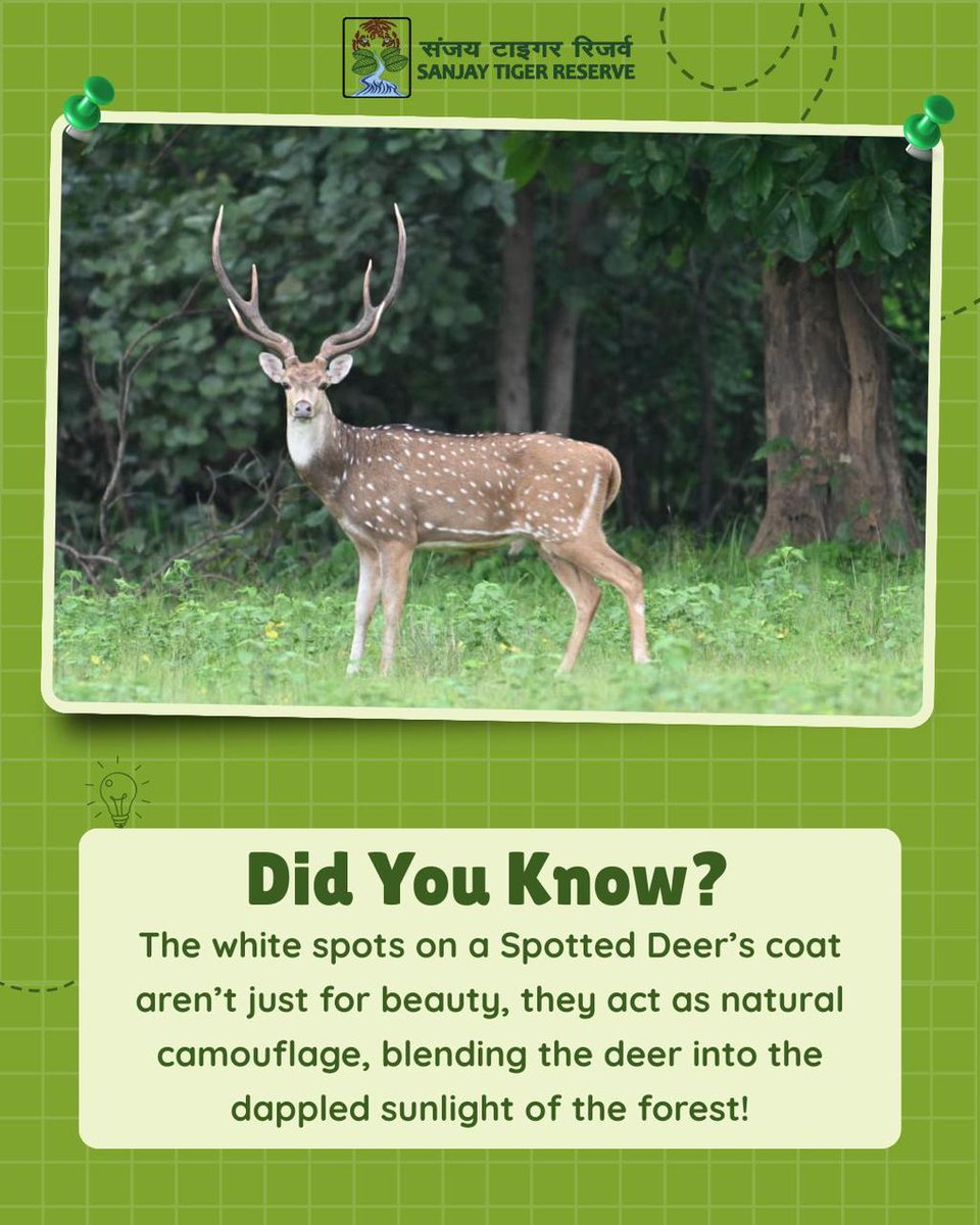 Sanjay_TigerR's tweet image. Not just for looks!
Those white spots help the Spotted Deer blend in and stay safe from predators in the forest.

#spotteddeer #wildlifefacts #camouflagemagic #naturallyhidden #sanjaytigerreserve
