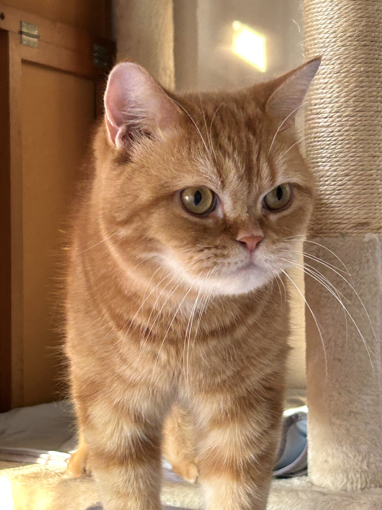 ちゃちゃ☘️可愛い猫ちゃんいます❤︎໒꒱様 可愛い猫ちゃんシャツ♡ - メルカリ
