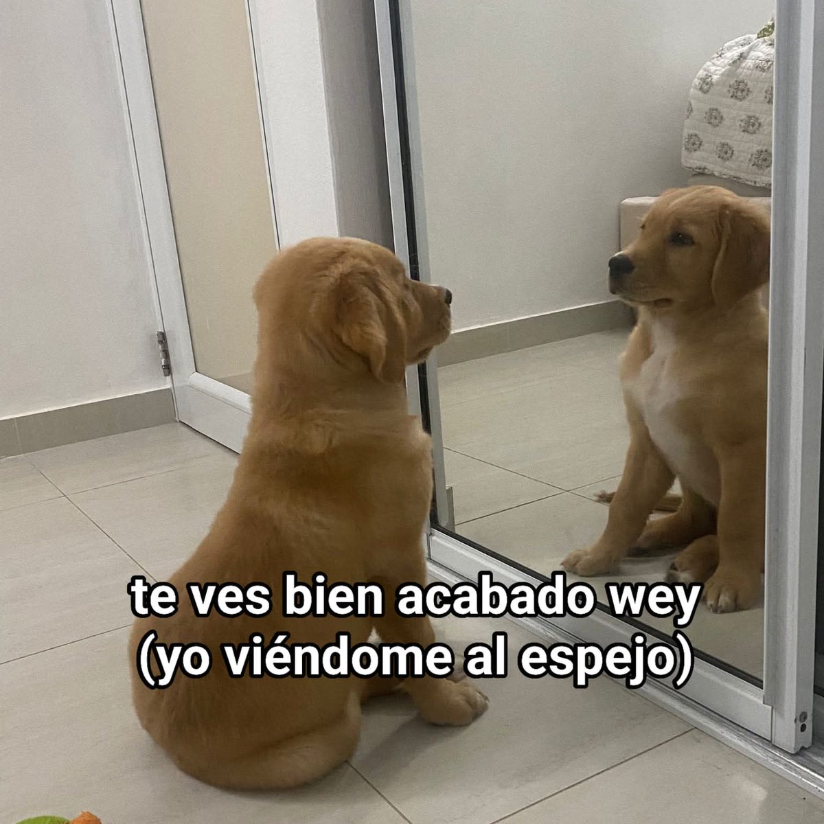 Animalesaprieto's tweet photo. https://t.co/C1ArDQsxUL