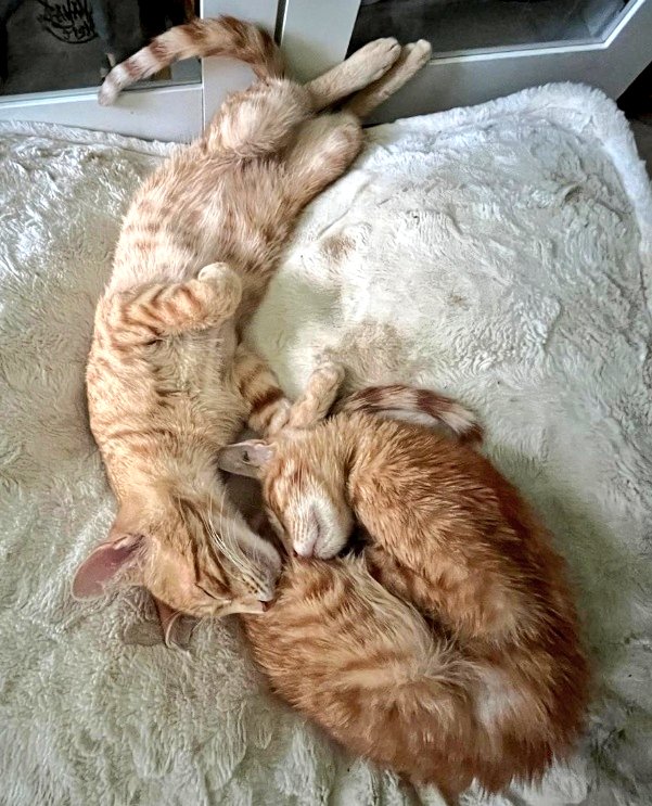 Solopar53137293's tweet photo. Son guapos, tendres i  simpàtics

Per un petit problema de salut, al Nico li cal una mica mes d'atenció (en la postura a l'hora d'alimentar-se)

Si els vols i pots cuidar i estimar
☎️646 68 99 01
#adopció conjunta i RESPONSABLE
#XarxaBarcelonaAdopcions
#XarxaCatalunyaAdopcions https://t.co/IdSr0lm54m