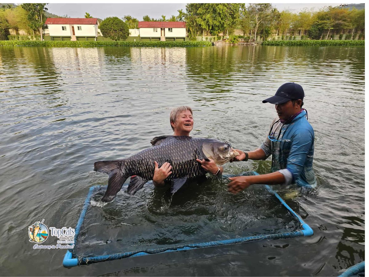 TopCatsThailand's tweet photo. It’s been another exciting week here at #TopCats, with plenty of action from our ever-reliable #SiameseCarp. Known for their size and strength, these beauties have been keeping rods bending and anglers smiling – every angler gets the chance to create a memory worth sharing! 🎣 https://t.co/g755jcskzg