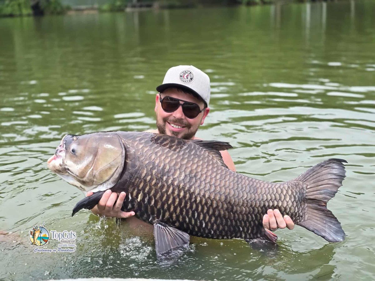 TopCatsThailand's tweet photo. It’s been another exciting week here at #TopCats, with plenty of action from our ever-reliable #SiameseCarp. Known for their size and strength, these beauties have been keeping rods bending and anglers smiling – every angler gets the chance to create a memory worth sharing! 🎣 https://t.co/g755jcskzg