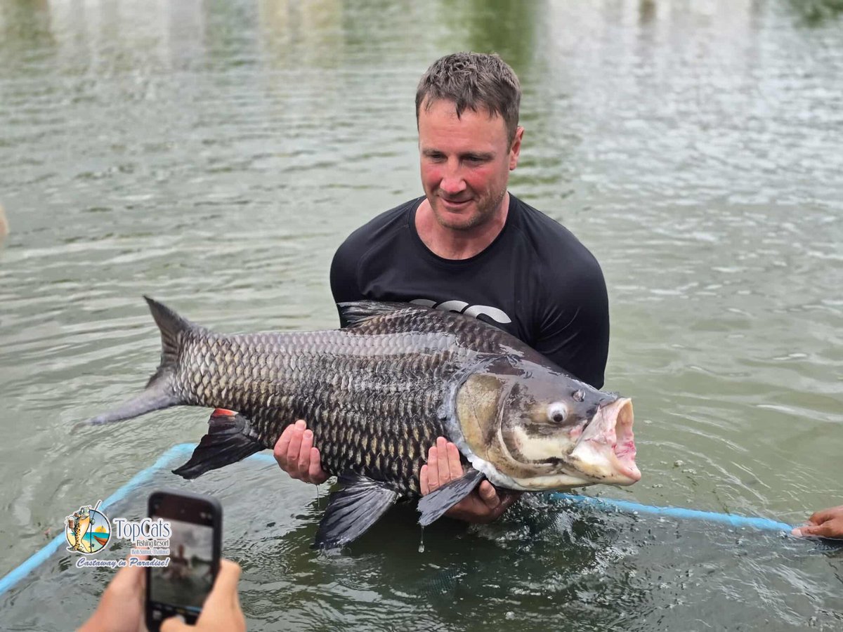 TopCatsThailand's tweet photo. It’s been another exciting week here at #TopCats, with plenty of action from our ever-reliable #SiameseCarp. Known for their size and strength, these beauties have been keeping rods bending and anglers smiling – every angler gets the chance to create a memory worth sharing! 🎣 https://t.co/g755jcskzg