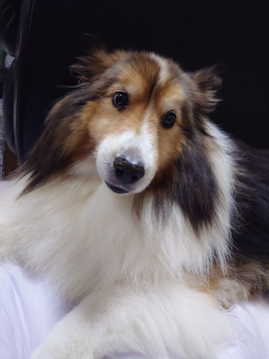 今日はシリンジで少しご飯食べてくれました！
でも、後ろ足に力入らず上手に立てない…心配なので仕事は半日で早退させてもらいました。