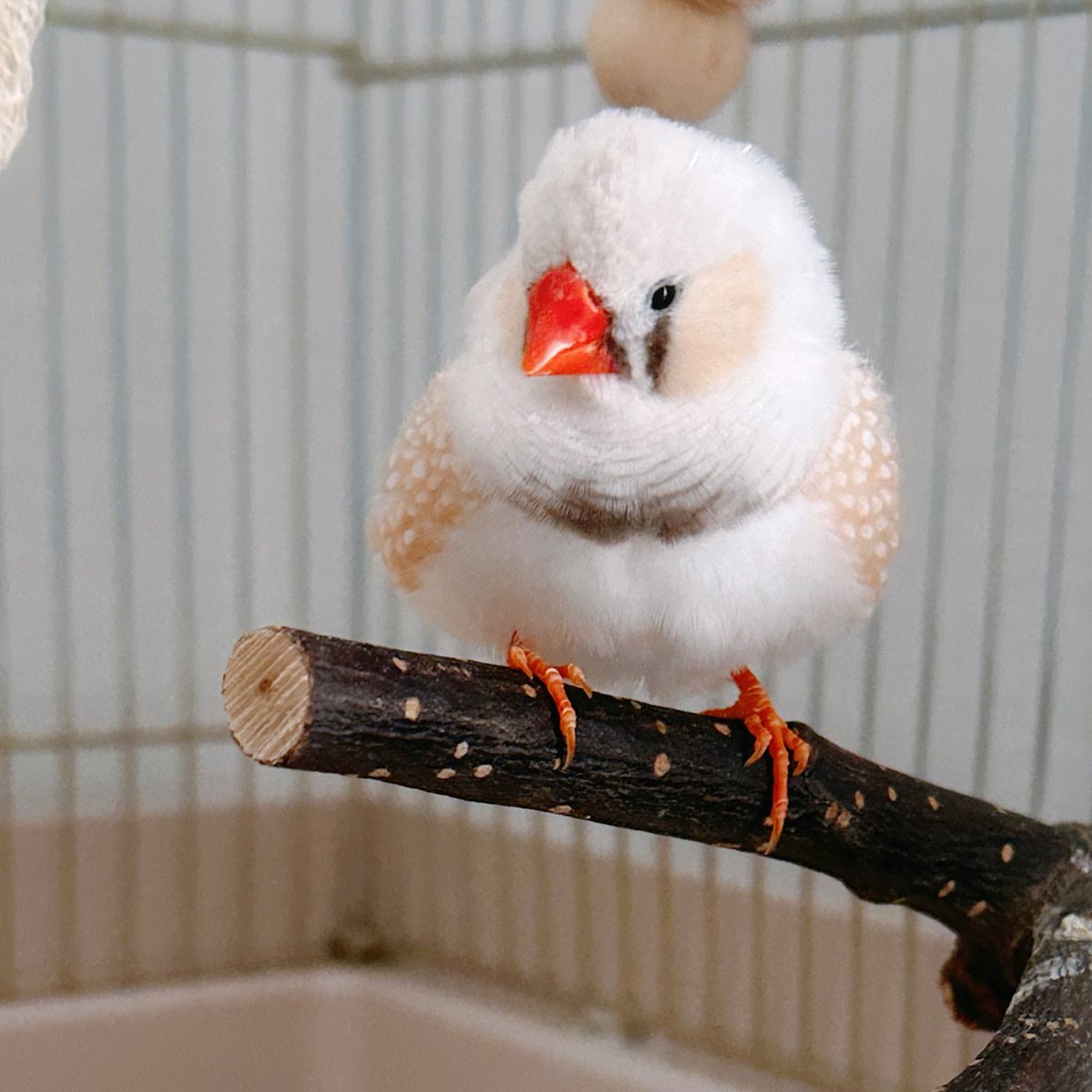 もうすぐ1歳になるもちふわ天使ちゃん🪽

#映画Sky