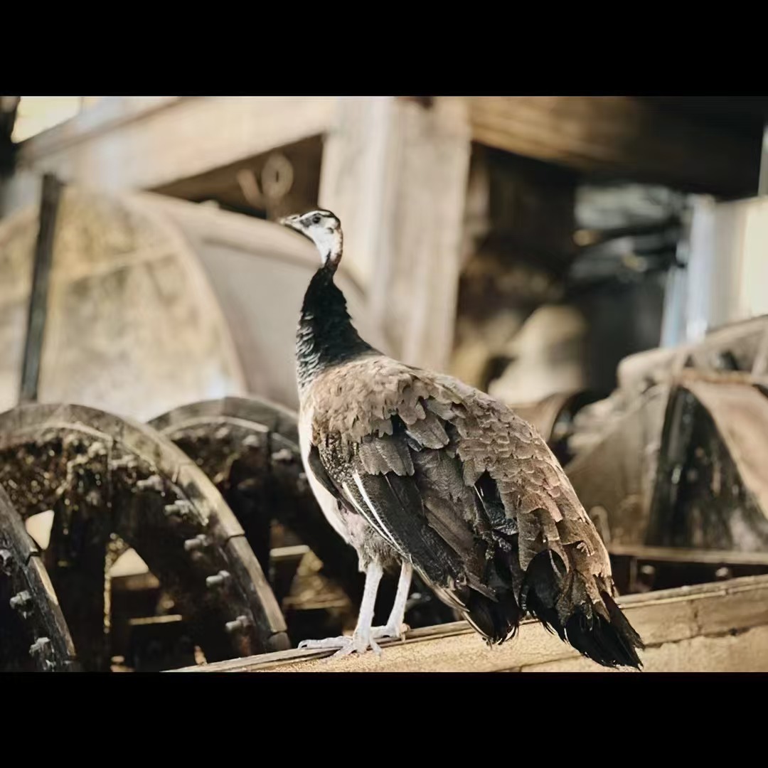 北门星君护前程，
吉星高照路通明，
风调雨顺添福气，
万事如意心安宁。