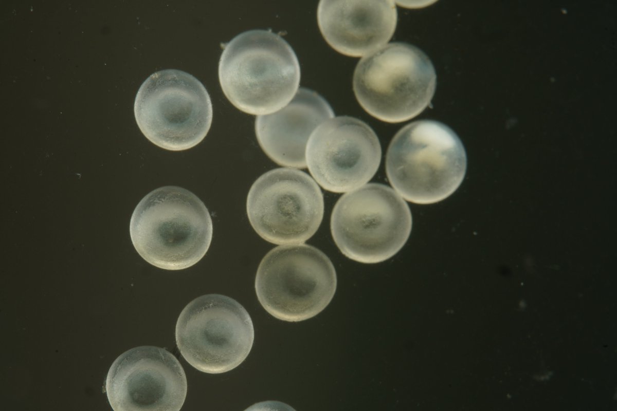 NetShopNEOS's tweet image. 一点物のコリドラスちゃんが！！！
なんと！！！
卵を産みました！！！！！！！！
従業員も初めて生で見て大興奮です！！！！！
有精卵か無精卵か今のところ分かりませんが、1週間ほどで孵るそうなので様子を見ていこうと思います！！！！！