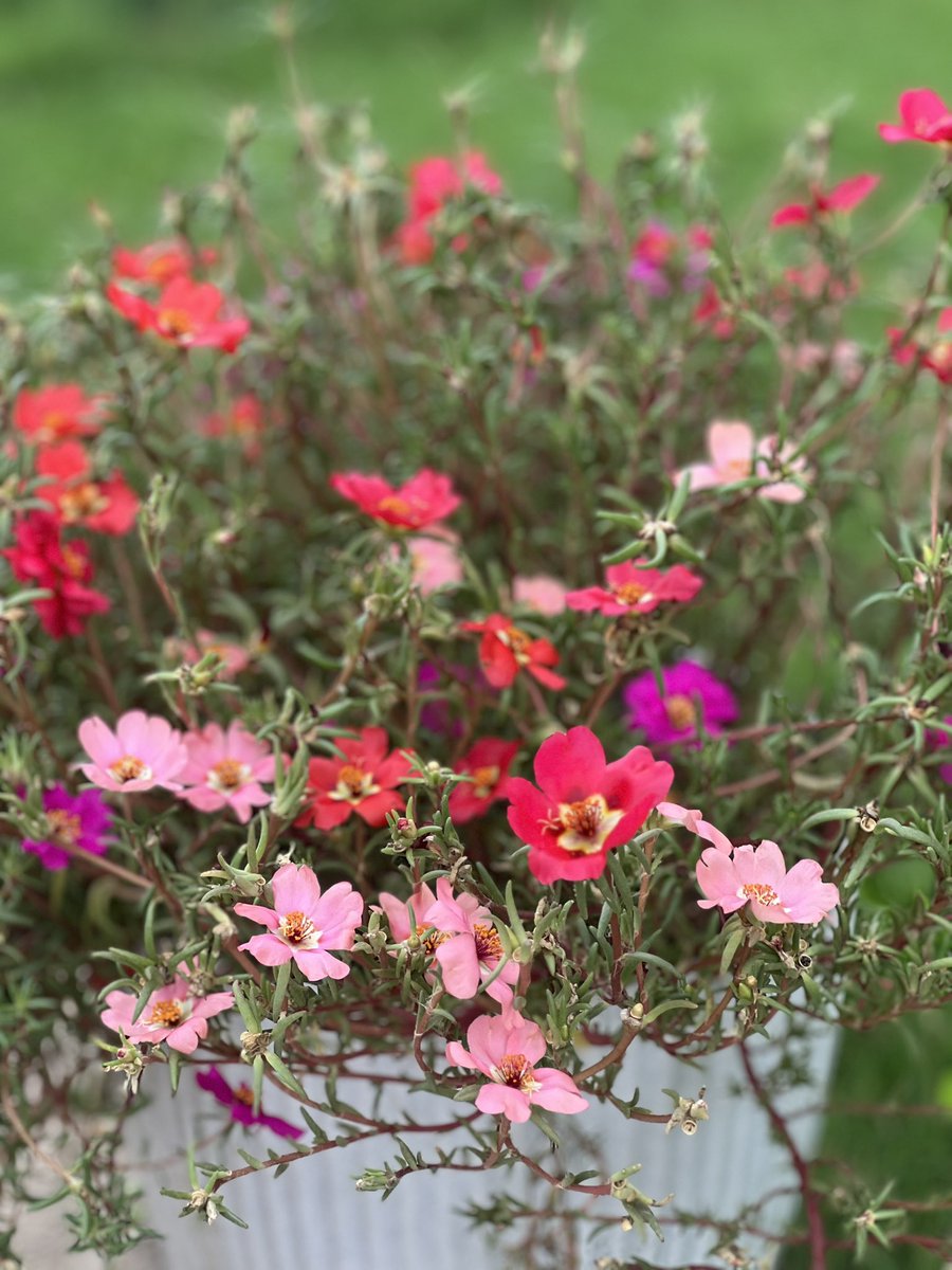 And sometimes, against all odds, against all logic, we Hope that’s life ! 

#GoodMorningEveryone #life #thoughts #NatureLovers #FlowersOnX #Gurugram #India