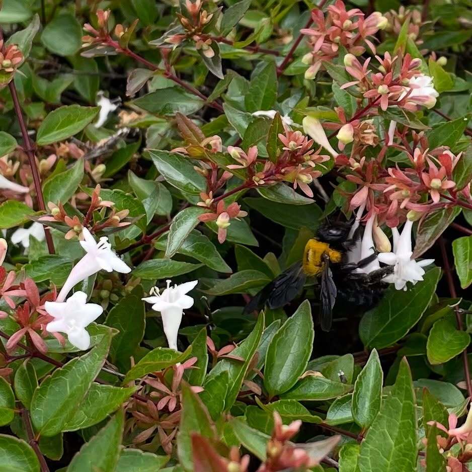 キムネクマバチ
#ハチ #昆虫 #bee #insect #isg
instagr.am/p/DNpN_JDT9K6/