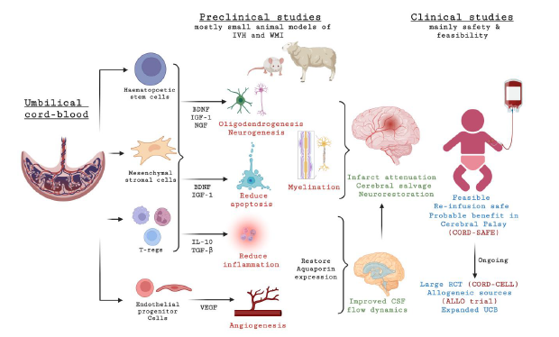 Atul Malhotra (@atul_monash) on Twitter photo New publication from our group covering aspects of the talk I will be giving at <a href="/Neonatal_Update/">Neonatal Update Imperial College</a> in London later this year.
Cord blood-derived cell therapy for preterm brain injury
sciencedirect.com/science/articl…
<a href="/DrAbdulRazak_MD/">Abdul Razak</a> <a href="/LindsayDZhou/">Lindsay Zhou</a> New publication from our group covering aspects of the talk I will be giving at <a href="/Neonatal_Update/">Neonatal Update Imperial College</a> in London later this year.
Cord blood-derived cell therapy for preterm brain injury
sciencedirect.com/science/articl…
<a href="/DrAbdulRazak_MD/">Abdul Razak</a> <a href="/LindsayDZhou/">Lindsay Zhou</a>