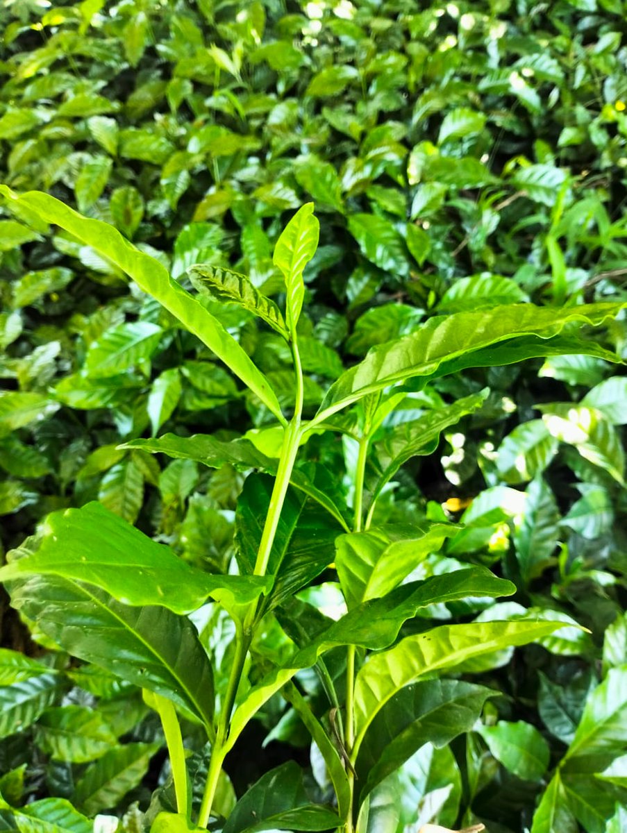 Manu (@rop_manu) on Twitter photo <a href="/ItsJeffreyJeff/">🍁RASTA MAN™🍁</a> <a href="/Str8VybzEnt/">STREET VYBZ ENT. & EVENTS</a> Fruit seedlings Hass avocado, grafted purple passion, batian coffee, pixie tangerine <a href="/ItsJeffreyJeff/">🍁RASTA MAN™🍁</a> <a href="/Str8VybzEnt/">STREET VYBZ ENT. & EVENTS</a> Fruit seedlings Hass avocado, grafted purple passion, batian coffee, pixie tangerine