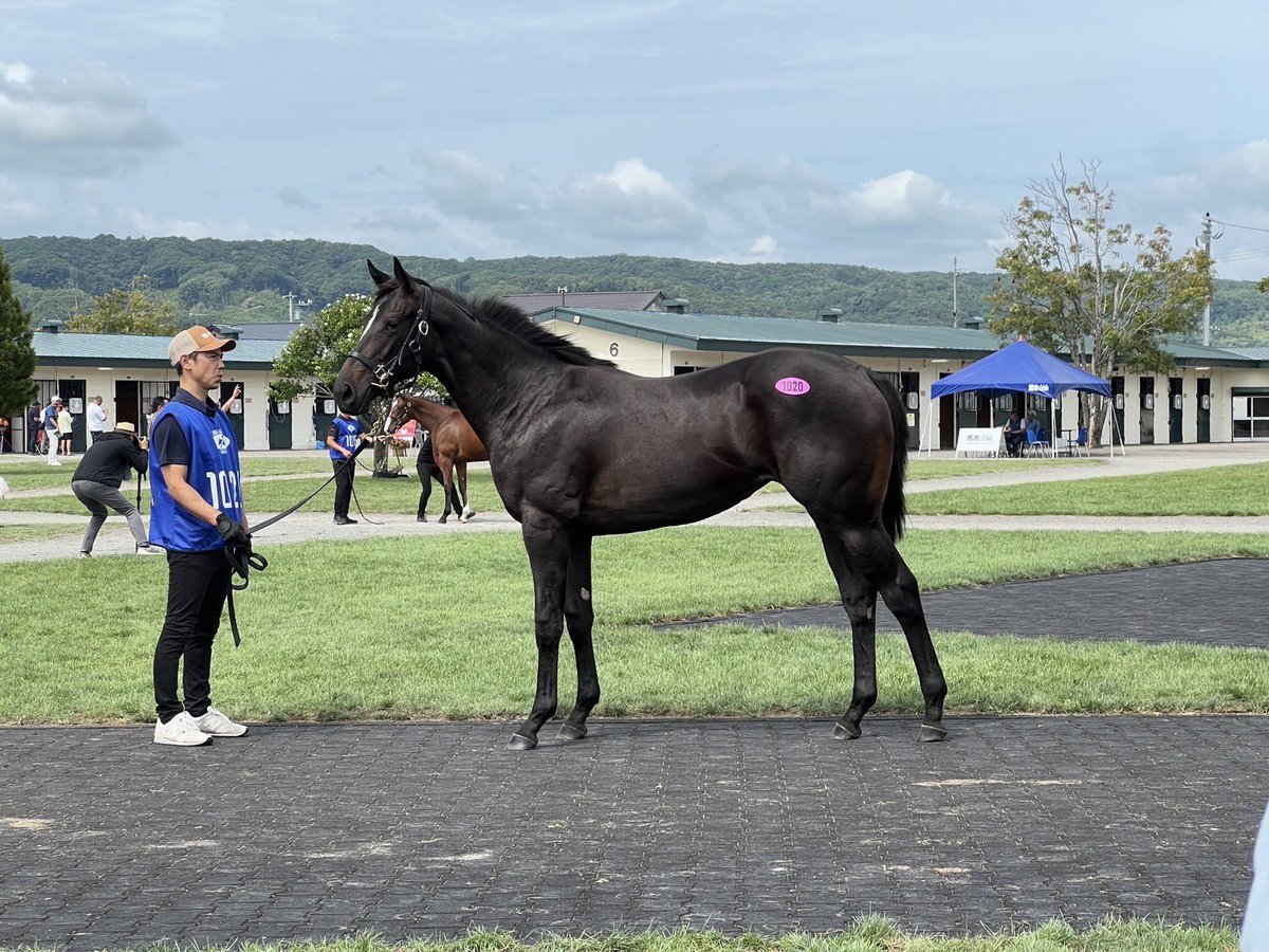 本日もアルクトス産駒購買できました！

母父ディープインパクトで軽い歩きの牝馬です。
楽しみです。