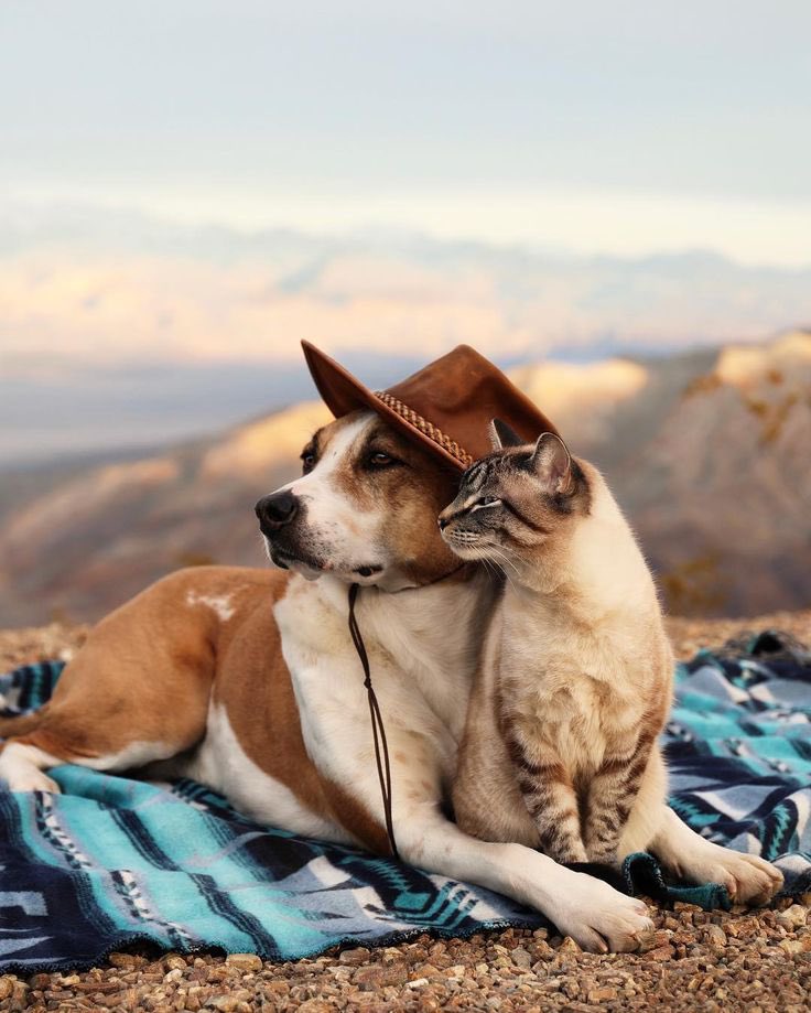 Good morning X-Friends…🌷🍃☕️
Have a happy Friday and a beautiful weekend 🌳☀️⛰️🐈🐕🧡🩷🤎

#FridayFeeling 🌷 #CoffeeTime ☕️ #AnimalLovers 🐈🐕 #WeekendVibes ☀️ #StayPositive 🩷 #PeaceAndLove 🕊️