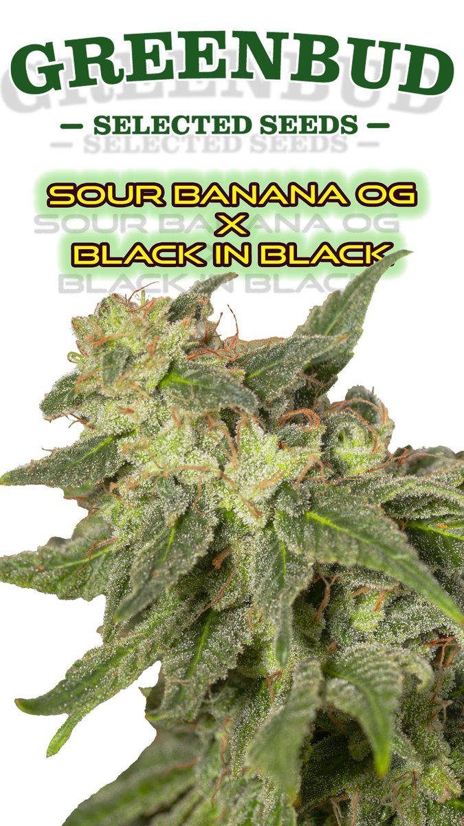 Greenseedtests's tweet image. Sour Banana OG x Black in Black
@GreenbudSeeds