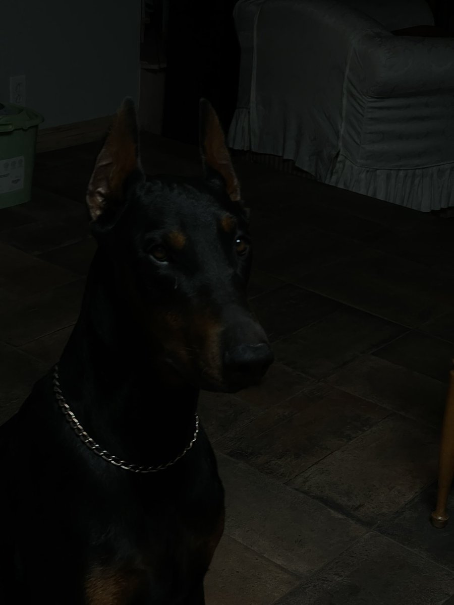moneyPlo's tweet photo. #LamboRambo #doberman #XAUUSD #ChefDeAltoNivel #merchandise https://t.co/ejeXDxRQeP