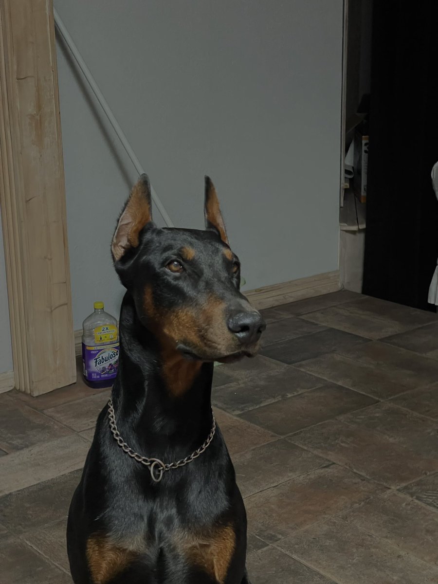 moneyPlo's tweet photo. #LamboRambo #doberman #XAUUSD #ChefDeAltoNivel #merchandise https://t.co/ejeXDxRQeP