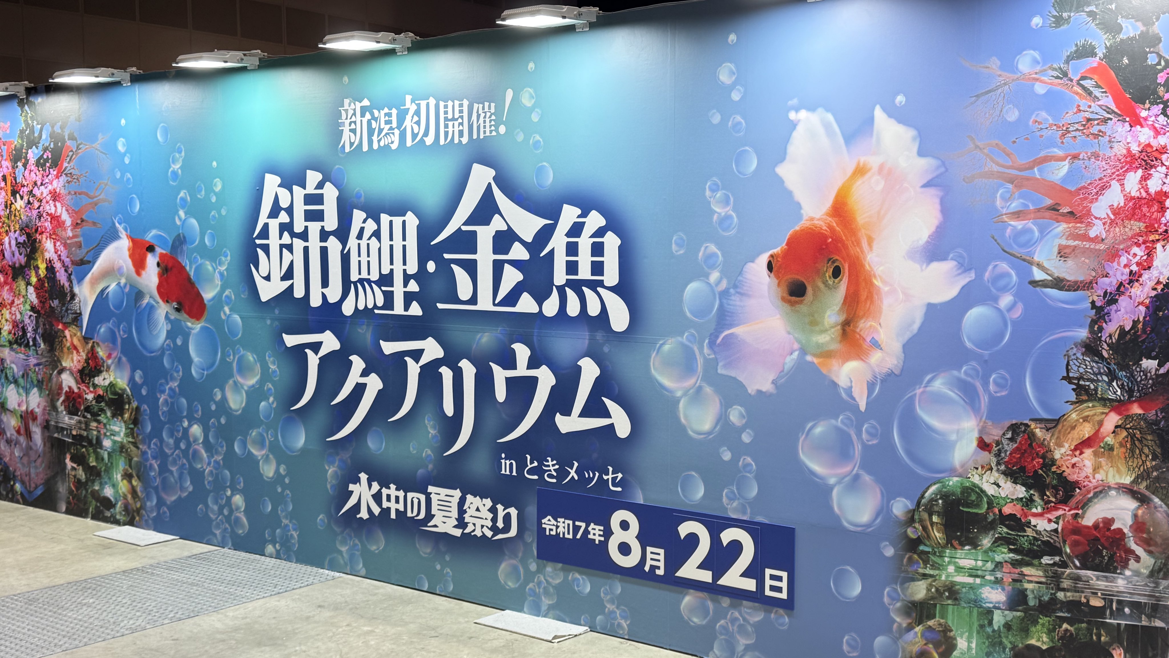 えちゴン on X: 