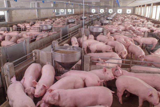 CalebKaruga's tweet photo. After I failed spectacularly in Pig farming 13 years ago, I’m back to researching & now I understand not only why the business failed, but HAD to fail. Enyewe nilikua dwanzi kabisa 🥹

If I was to do it again, I’d ensure that I’ve like 10-20 acres under Maize, Soybeans, Sweetpotatoe vines, beetroot, cabbages, Rye grass, grow Azolla in ponds as well as establish a Black Soldier Fly unit. 

I would employ qualified staff & have a vet on farm. Do it large scale, look at opportunities across the Pig value chain. Perhaps start a Dial-A-Pork-o🤭

Mechanize most of the operations and ensure regular visits to the Piggery. 

📸 Courtesy