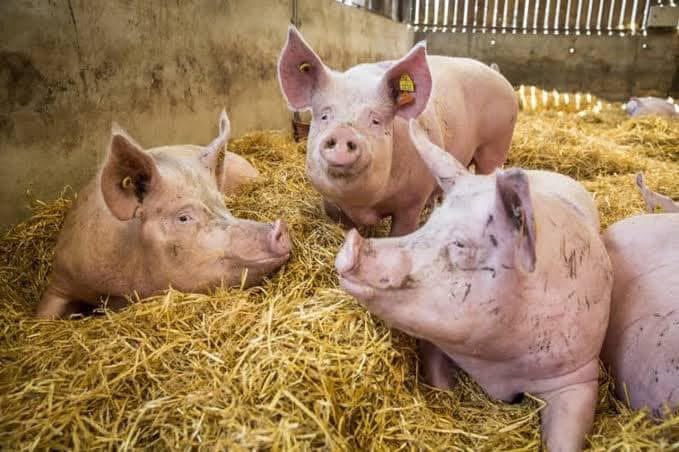 CalebKaruga's tweet photo. After I failed spectacularly in Pig farming 13 years ago, I’m back to researching & now I understand not only why the business failed, but HAD to fail. Enyewe nilikua dwanzi kabisa 🥹

If I was to do it again, I’d ensure that I’ve like 10-20 acres under Maize, Soybeans, Sweetpotatoe vines, beetroot, cabbages, Rye grass, grow Azolla in ponds as well as establish a Black Soldier Fly unit. 

I would employ qualified staff & have a vet on farm. Do it large scale, look at opportunities across the Pig value chain. Perhaps start a Dial-A-Pork-o🤭

Mechanize most of the operations and ensure regular visits to the Piggery. 

📸 Courtesy