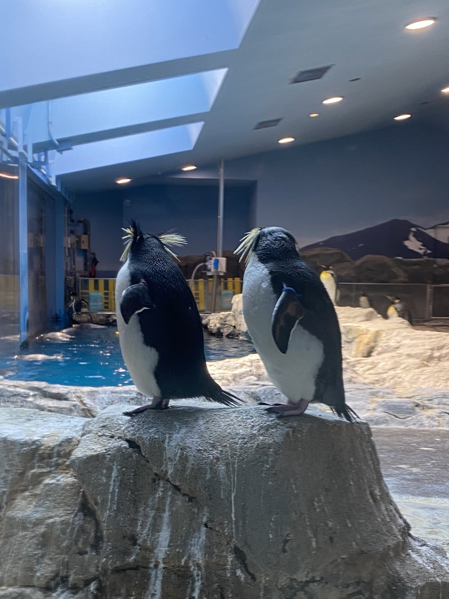 水族館で買ったペンギン 長崎ペンギン水族館【公式】 on X: 