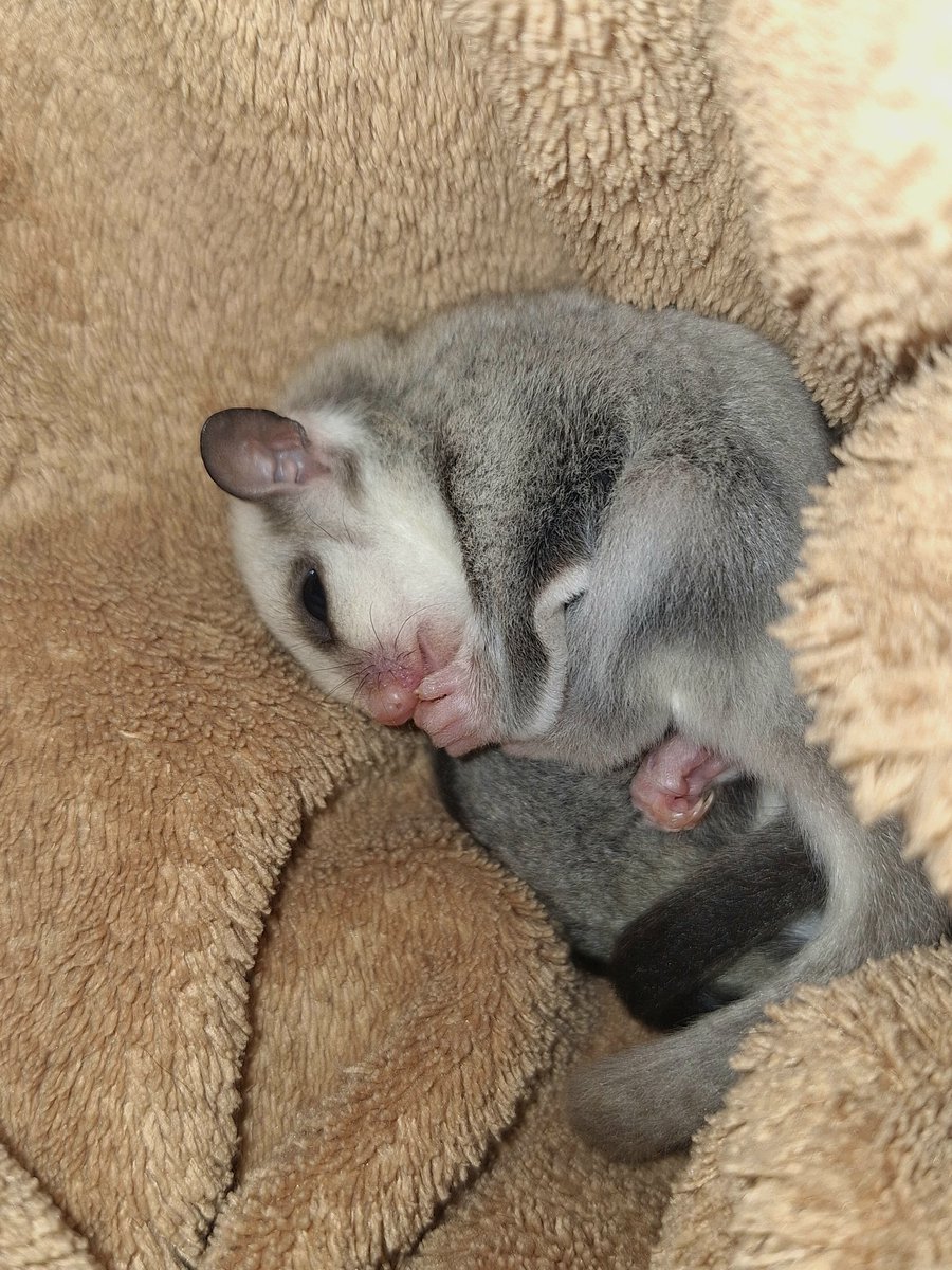 ChocoJack__'s tweet photo. 新しくモモンガ赤ちゃん出てきました！1匹の子はノーマル確定なのですがもう1匹の子が不思議なカラーしてます👀
ノーマルにしては薄い子です！！
ノーマル女の子と不思議な男の子です！
 #フクロモモンガ 
#エキゾチックアニマル https://t.co/BA4DRTtgWG