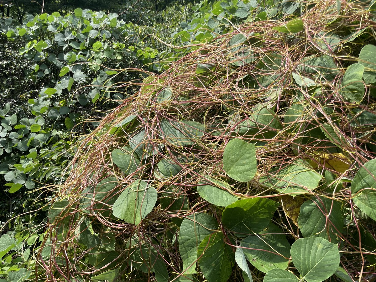 ネナシカズラ（Cuscuta japonica）

日本で見かける赤っぽいタイプのネナシカズラ。タイではこのタイプを見たことがなく、真っ黄色のもののみ。