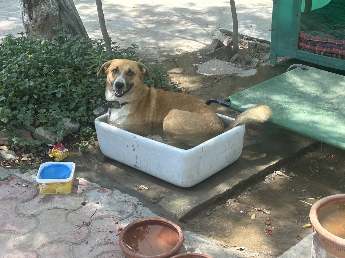 Thank you, #SupremeCourt! 
With love, Sheru! ❤️

#StreetDog 
#CommunityDog