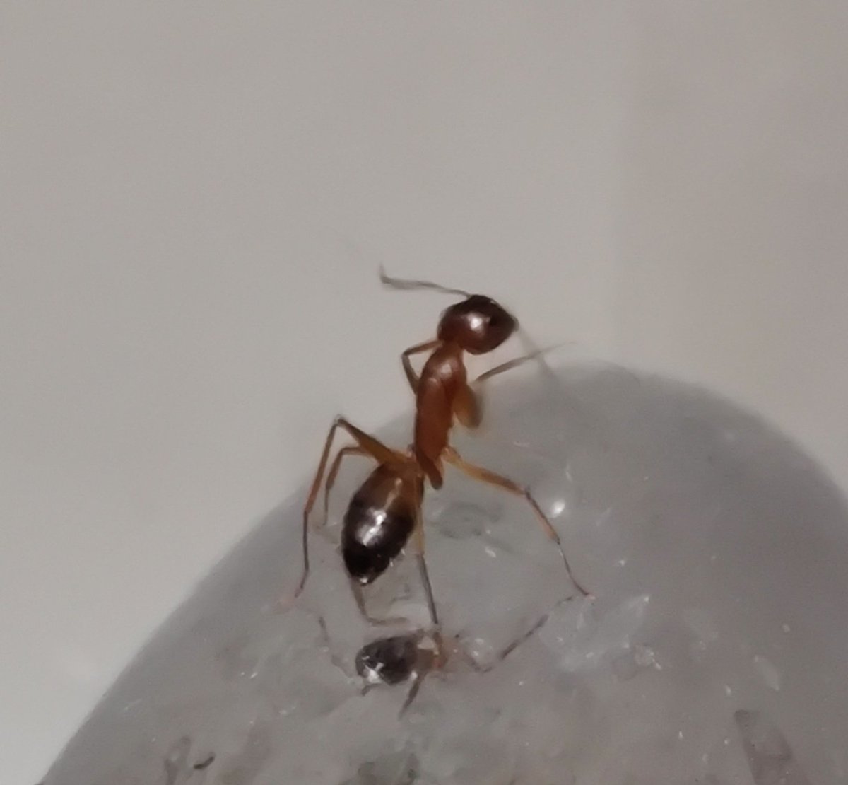 Insect any day!