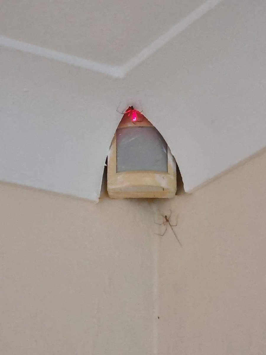 DecoratorsU's tweet photo. I have no words...
#spider #decorator #coving https://t.co/KZpbFxcA21