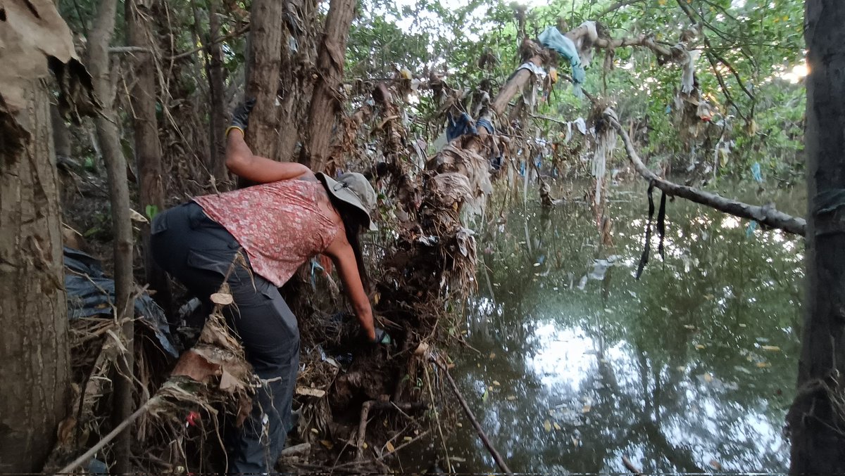 En #Mazatlán, la ciudadanía organizada detuvo la tala de un manglar. Después de 5 días de presión social, el Gobierno Municipal se comprometió a no permitir la poda o tala de ese ecosistema. Hoy, las personas defensoras realizaron una limpieza en el lugar.
