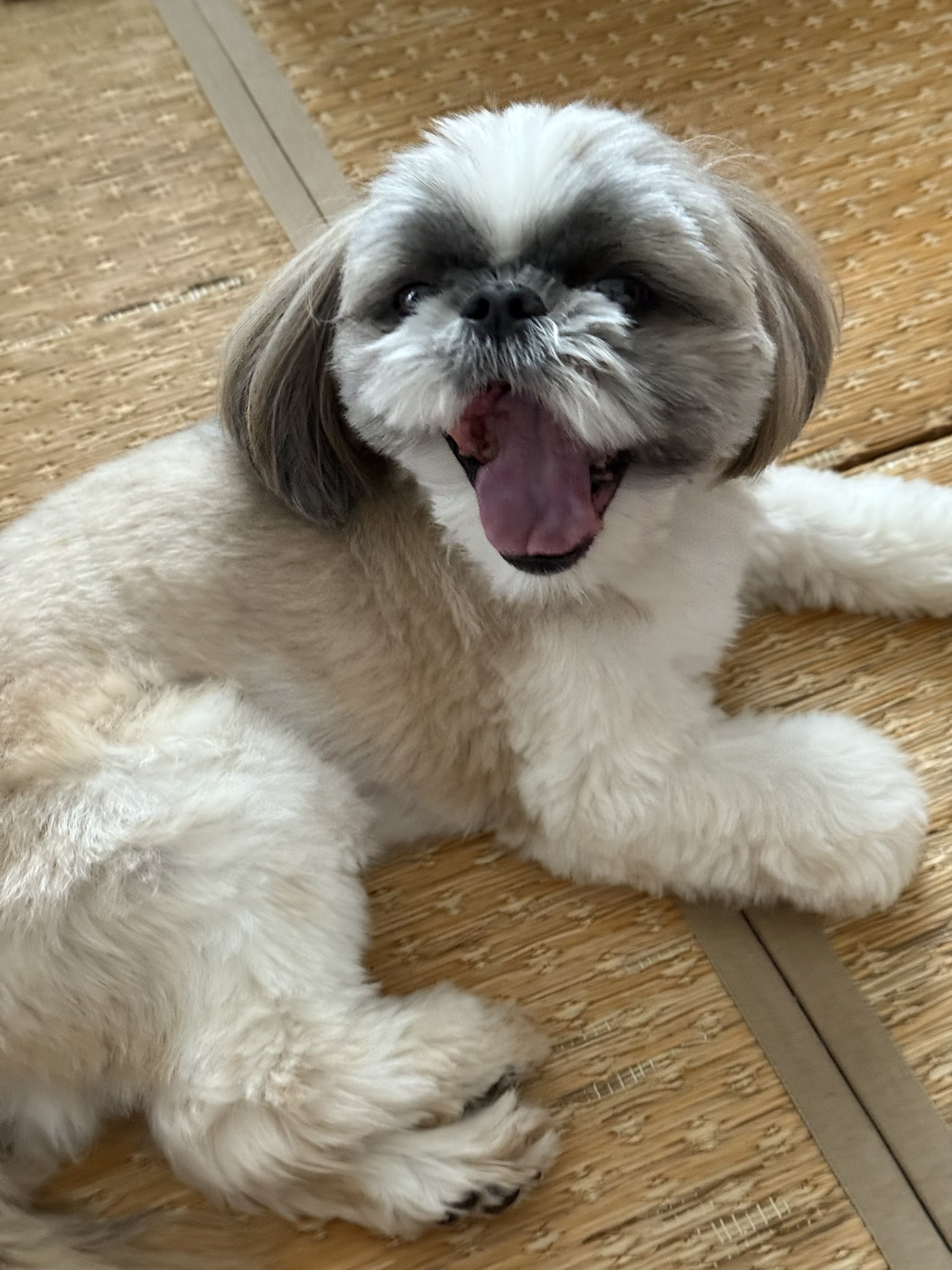 オーダー受付　シーズー　ご予約ページ　8/9 シーズーのズーコ♂ (@shih_tzu_co) / X