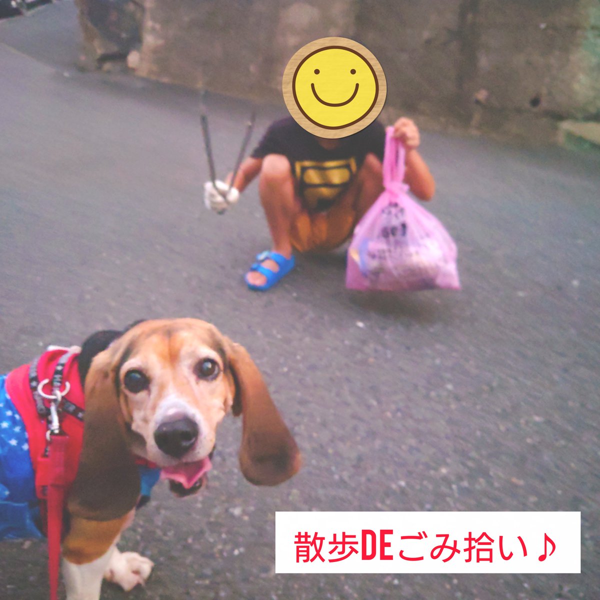 yamashitakazu8's tweet photo. 【散歩deごみ拾い🚮🐶】
次男と愛犬ミミと一緒に、ご近所のゴミ拾い✨
「ゴミはごみ箱やで」と頼もしい一言😊
小さな一歩の積み重ねで地域は変わる。
これからも続けていきます✌️

#散歩deごみ拾い #ploggingdog #生駒市 https://t.co/rBgpewbXuq
