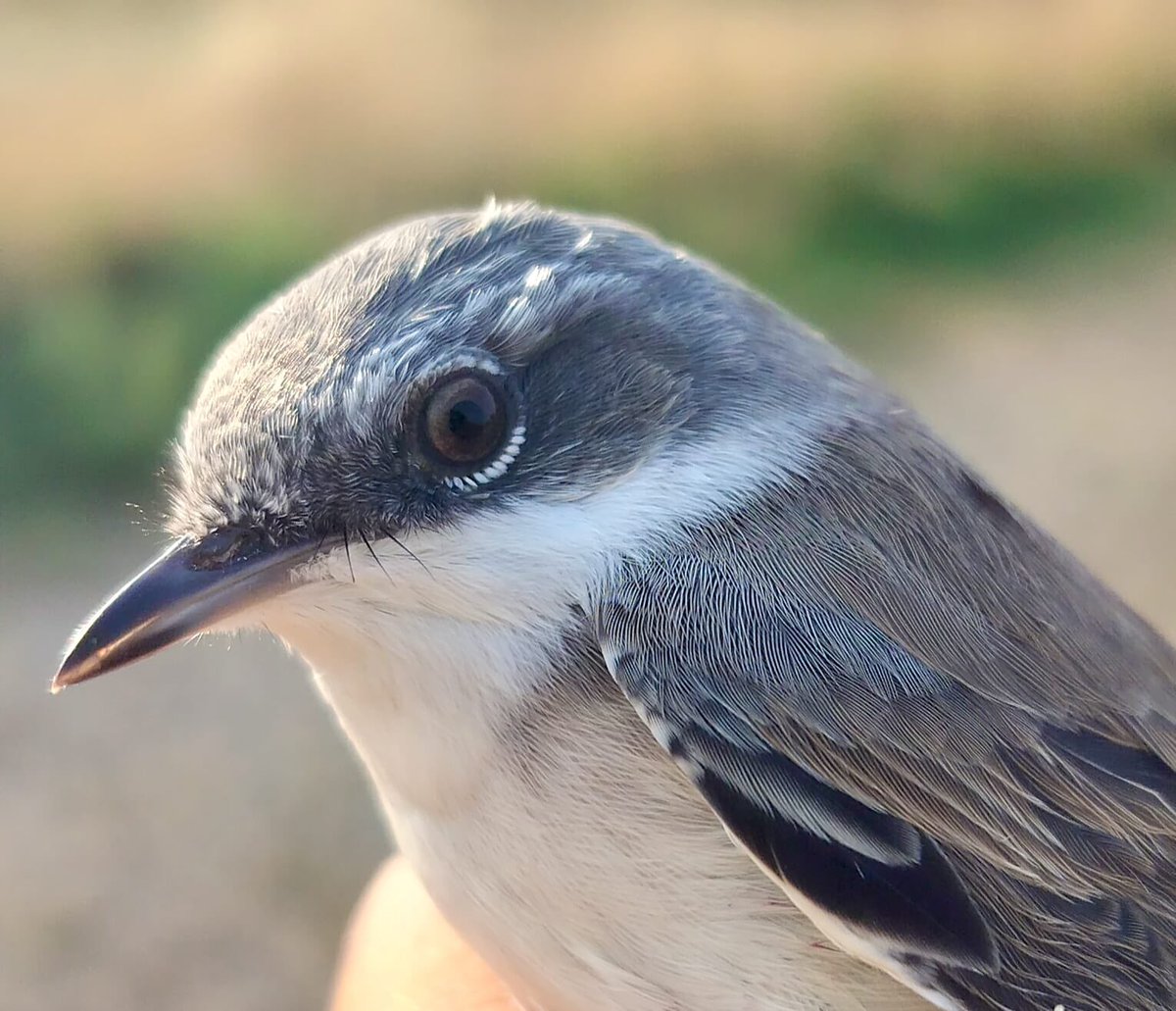 West Midlands Ringing Group tweet media