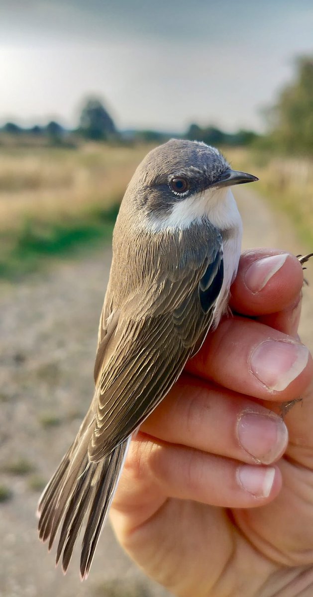 West Midlands Ringing Group tweet media