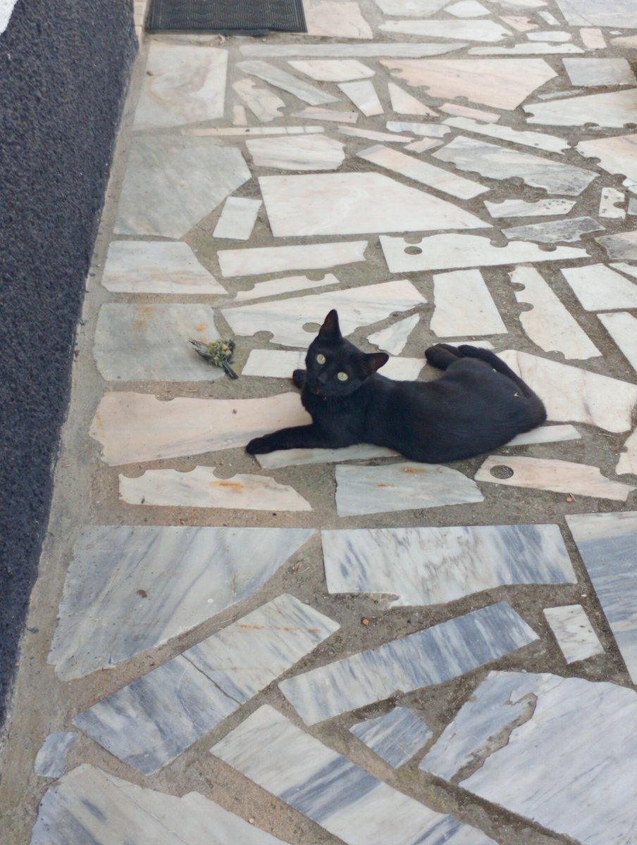 DeleviriaJose's tweet photo. a sra gatinha mae viu que os bebes gatinhos dela estavam com fome e ela foi cazar um passarinho para eles comerem https://t.co/vMipuvZm0f
