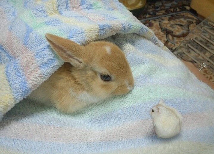 Tweets Of Hamster (@tweetsofhamster) on Twitter photo 