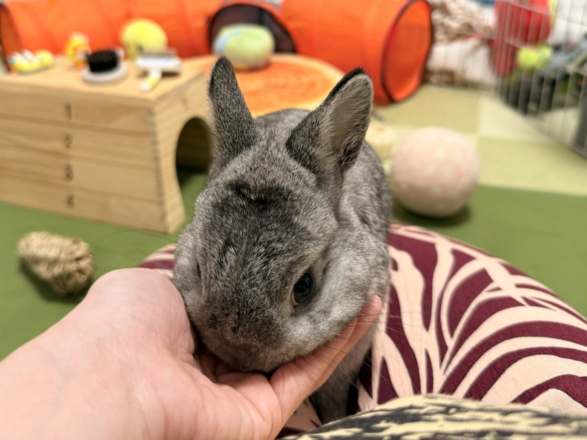 CHIEN様♡ありがとうございます♡ お知らせ】 明日から入場料金が大人の方もお子様も「1,300円」に