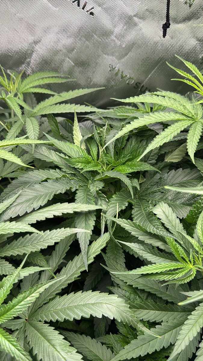 Da_Rogue_Farmer (@kingzoor25) on Twitter photo Good morning growmies, itβs F@cking Friday!!!! Here are a few pics from the garden. And yes I have almost out grew my tent. These <a href="/BrothersGrimmOG/">BrothersGrimmSeeds</a> genetics are fire. Get you some Genius Juice x Cinderella 99 today. These plants are crazy. Canβt wait to try the smoke out!! Good morning growmies, itβs F@cking Friday!!!! Here are a few pics from the garden. And yes I have almost out grew my tent. These <a href="/BrothersGrimmOG/">BrothersGrimmSeeds</a> genetics are fire. Get you some Genius Juice x Cinderella 99 today. These plants are crazy. Canβt wait to try the smoke out!!