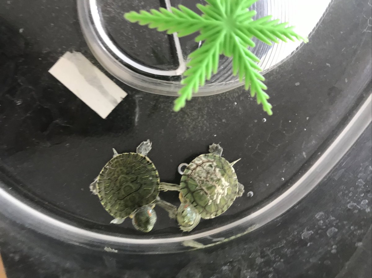 🥰😻🐸🐢 
🎋